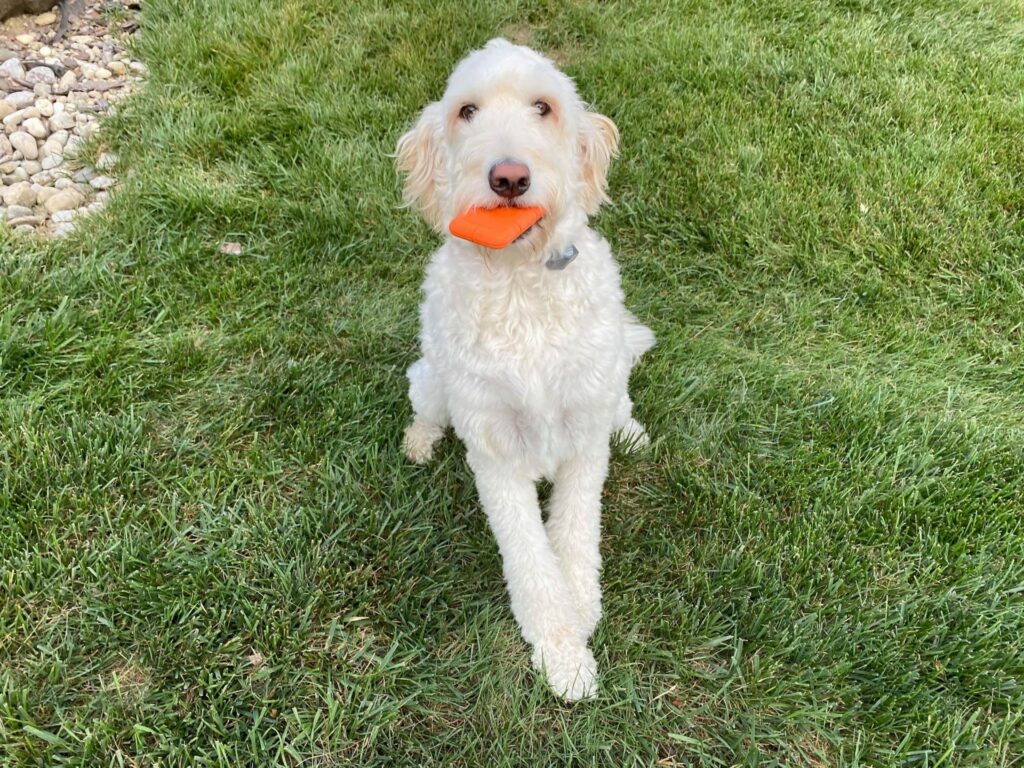 LaCie RUGGED SSD ft. Dog