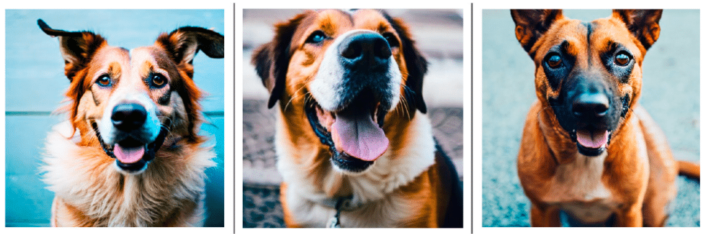 Images generated on the PowerEdge XE9680 with text prompt = “Portrait of happy dog, close up,”